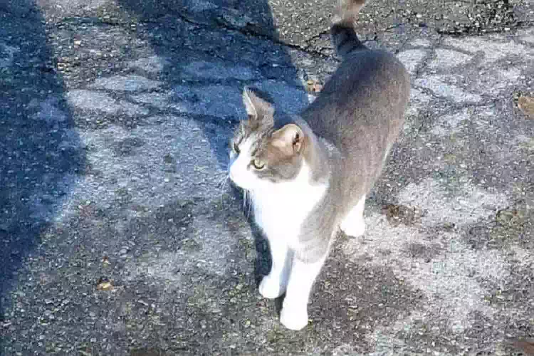 Toldo, il micio che ogni giorno fa visita alla tomba del suo padrone