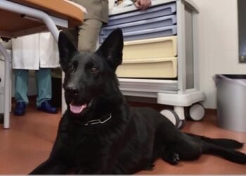 cane-che-fiuta-i-tumori