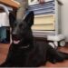 cane-che-fiuta-i-tumori