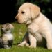Cani e gatti riescono a vedere delle frequenze invisibili