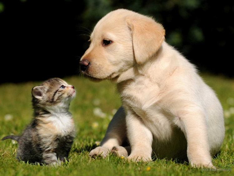 Cani e gatti riescono a vedere delle frequenze invisibili