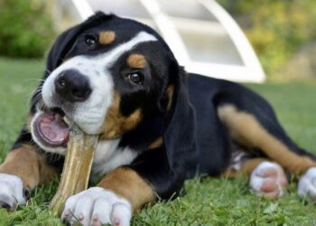 Dare le ossa ai cani: attenzione ai pericoli
