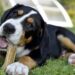 Dare le ossa ai cani: attenzione ai pericoli