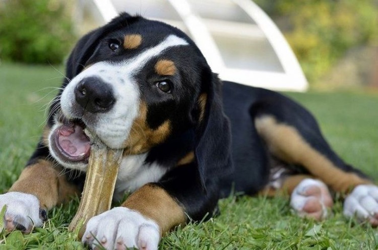 Dare le ossa ai cani: attenzione ai pericoli