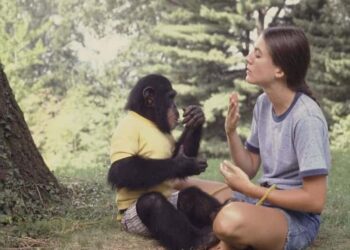 scimpanzé-bambino