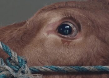 La mucca pensa di andare al macello per questo inizia a piangere: una reazione incredibile