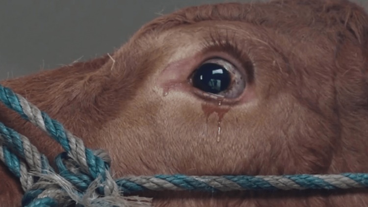 La mucca pensa di andare al macello per questo inizia a piangere: una reazione incredibile