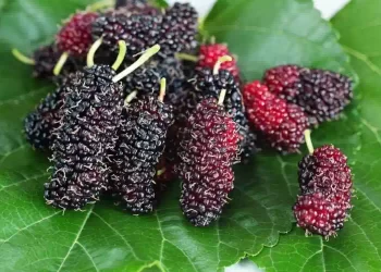 Gelso combatte ipertensione e diabete