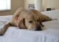 Storia di un cane