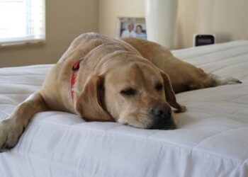 Storia di un cane