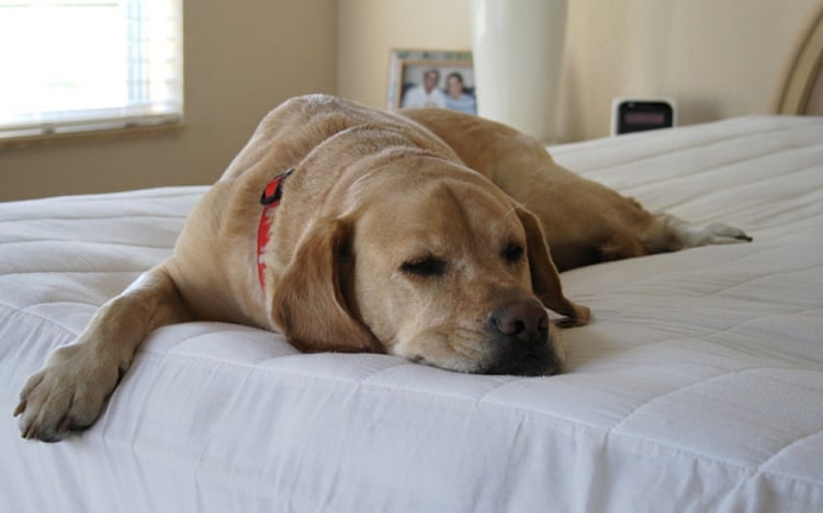 Storia di un cane