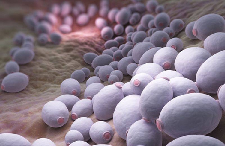 come-riconoscere-la-candida