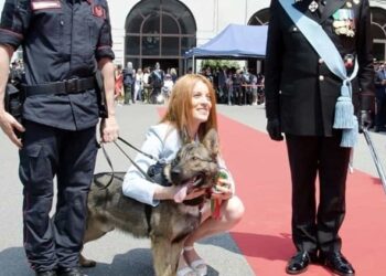 Jecky-il-cane-dei-Carabinieri