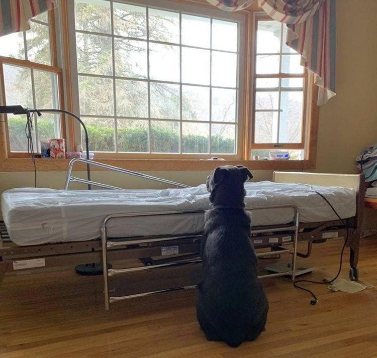 Labrador per giorni attende il padrone morto