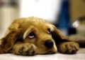 muore-di-crepacuore-cane-padrone