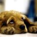 muore-di-crepacuore-cane-padrone