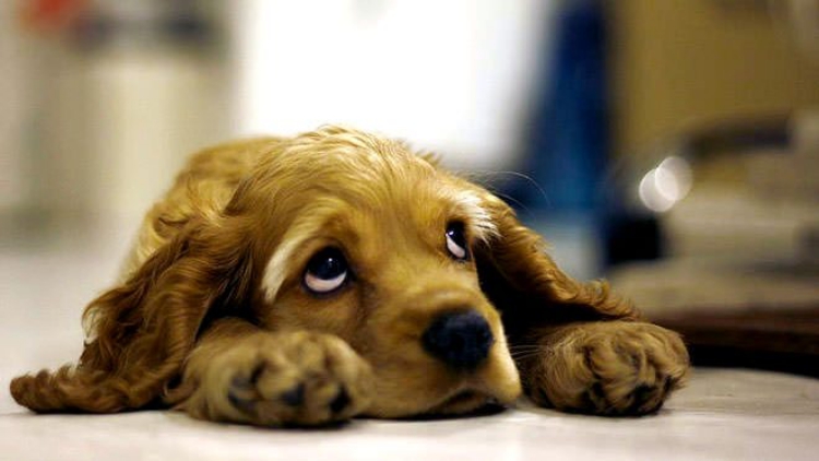 muore-di-crepacuore-cane-padrone