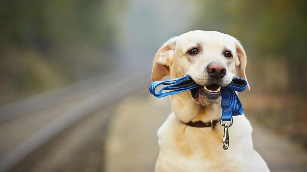 Spot sull'abbandono degli animali