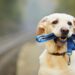 Spot sull'abbandono degli animali