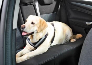 Far viaggiare in sicurezza i cani in auto, al via la campagna