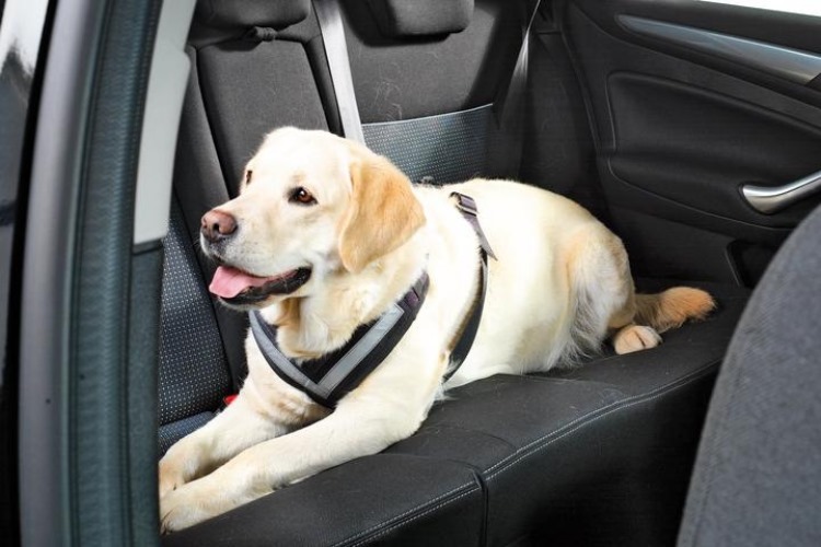 Far viaggiare in sicurezza i cani in auto, al via la campagna