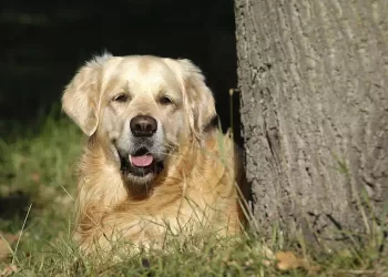 Cane orfano salvato da una morte certa da una canzone dei Lost