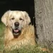 Cane orfano salvato da una morte certa da una canzone dei Lost