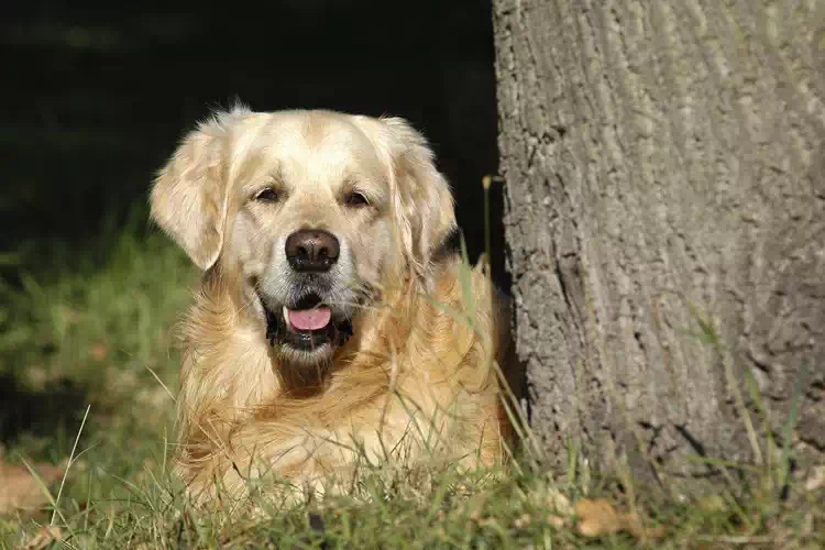 Cane orfano salvato da una morte certa da una canzone dei Lost