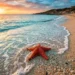 stelle marine spiaggia