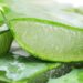 Aloe sul viso per mantenervi giovani e disinfettare la pelle