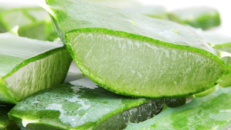 Aloe sul viso per mantenervi giovani e disinfettare la pelle