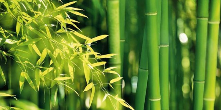 Pianta di bambù: proprietà e benefici per il corpo e per il volto