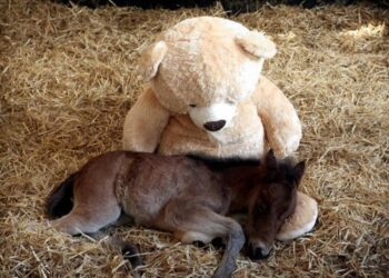 Cavallino orfano vuole la mamma e dorme con il peluche
