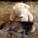 Cavallino orfano vuole la mamma e dorme con il peluche