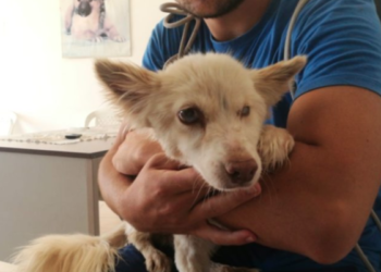 Cagnolina cieca si lascia andare