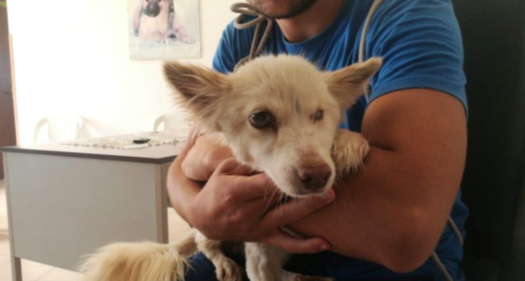 Cagnolina cieca si lascia andare