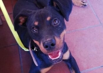Cane sopravvissuto lanciato da auto ora cerca casa
