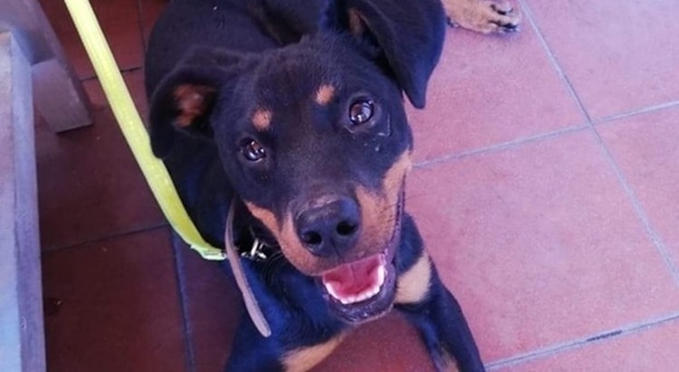 Cane sopravvissuto lanciato da auto ora cerca casa