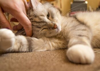 La gattina gli fa una carezza e lui rimane profondamente colpito