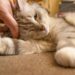 La gattina gli fa una carezza e lui rimane profondamente colpito