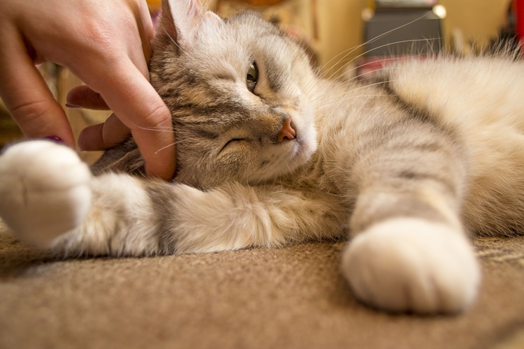 La gattina gli fa una carezza e lui rimane profondamente colpito