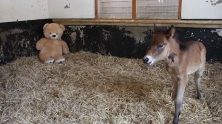 Cavallino orfano vuole la mamma e dorme con il peluche
