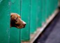 Il cane da caccia abbandonato perché senza fiuto commuove il web