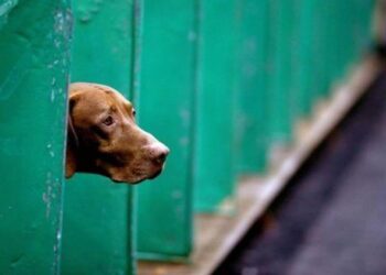 Il cane da caccia abbandonato perché senza fiuto commuove il web