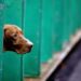 Il cane da caccia abbandonato perché senza fiuto commuove il web