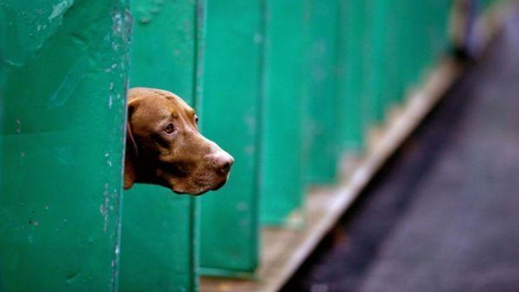 Il cane da caccia abbandonato perché senza fiuto commuove il web