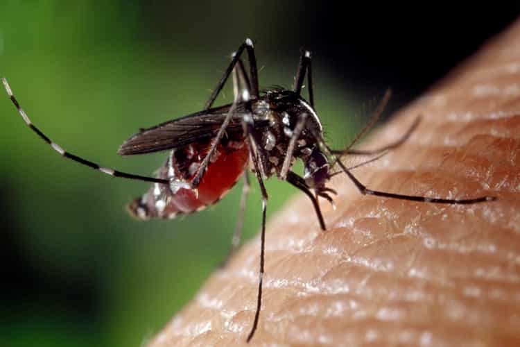Come sbarazzarsi delle zanzare