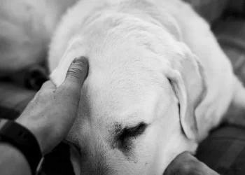 Un giorno ci rincontreremo: non piangere per me. Ecco la lettera di un cane al suo umano