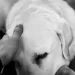 Un giorno ci rincontreremo: non piangere per me. Ecco la lettera di un cane al suo umano