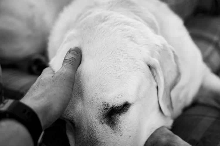 Un giorno ci rincontreremo: non piangere per me. Ecco la lettera di un cane al suo umano